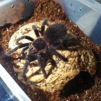 Lasiodora parahybana