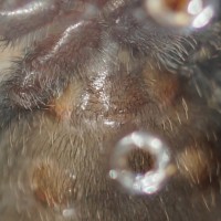 Grammostola pulchra #1 - 1.5"