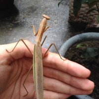ID?  Largest mantis I've seen in person!
