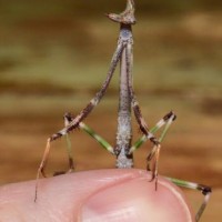 Heterochaeta occidentalis (Giant African Stick Mantis, AKA Cat Mantis)
