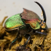 Phanaeus Rainbow Dung Beetle, male