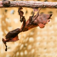 Phyllocrania paradoxa, Ghost Mantis (female)