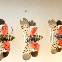 Spotted Lantern Fly (bad guys!)