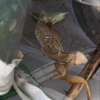 Sphodromantis lineola mating pair, male was taken :(