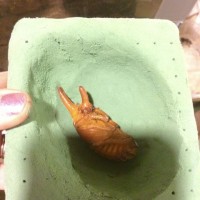 Western Hercules Beetle (Dynastes granti)-male, in artifical capsule