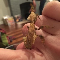 Green Ghost (Ghost Mantis, Phyllocrania paradoxa, female)