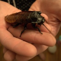 Gromphadorhina portentosa (adult male)