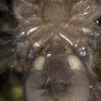 B smithi