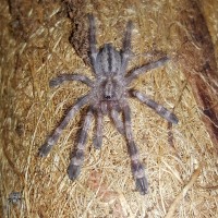 Poecilotheria smithi (Yellow Backed Ornamental)