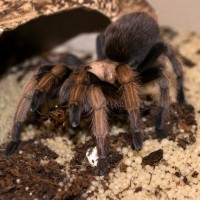 A. Chalcodes "George" Feeding