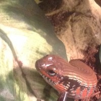 the almighty fire skink, Smaug, ruler of lonely mountain!