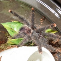 A. Avic Sling