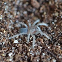 A. seemanni 'blue' sling