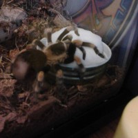 New Arrival! Brachypelma smithi