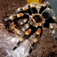 1.0 Brachypelma smithi