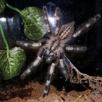 Poecilotheria miranda (Bengal Ornamental)