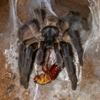 Monocentropus balfouri (Socotra Island Blue Baboon)