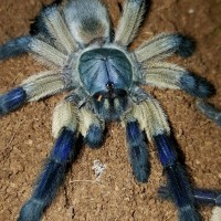 Monocentropus balfouri (Socotra Island Blue Baboon)