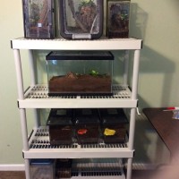 New Tarantula shelves