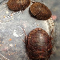 Arenivaga bolliana nymphs and adult female