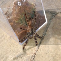 P. Regalis