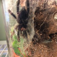 A. avicularia #2 "Adele"