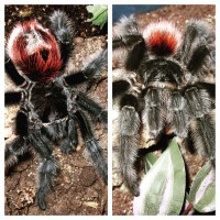 1.1 Grammostola iheringi