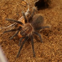 B Albopilosum "Mammoth"