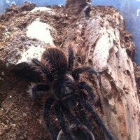 Brachypelma albopilosum