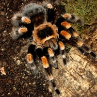 0.1 Brachypelma smithi