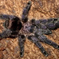 0.1 Avicularia sp. 'Colombia'