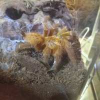 P. Murinus