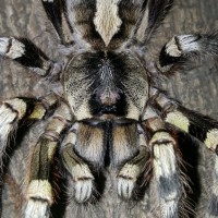 Poecilotheria striata (Mysore Ornamental)