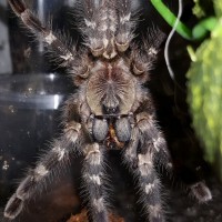 Poecilotheria tigrinawesseli (Tiger Ornamental)