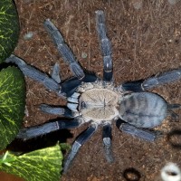 Cyriopagopus sp. "Hati Hati" (Hati Hati Purple Earth Tiger)