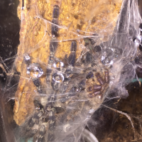 P. Regalis