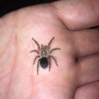 Grammostola Pulchrapes