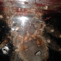 3.5 inch Grammostola pulchripes