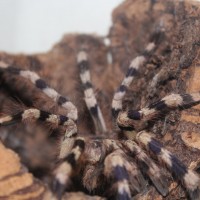 Poecilotheria formosa