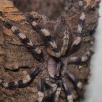 Poecilotheria formosa