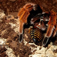 Brachypelma klaasi