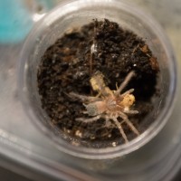 Lasiodora Parahybana Sling Eating Cricket