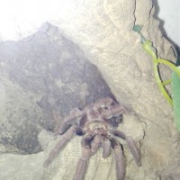 Psalmopoeus ecclesiasticus