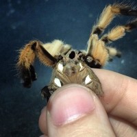 Aphonopelma Modestian Male or Female?