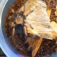 Brachypelma boehmei freshly molted