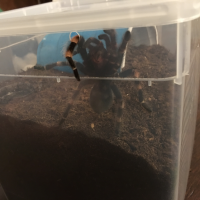 Hi, my name is B. smithi and I'm a naughty tarantula