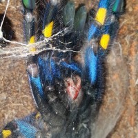 Poecilotheria metallica (Gooty Sapphire Ornamental) freshly molted