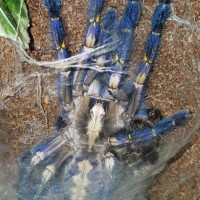 Poecilotheria metallica (Gooty Sapphire Ornamental) freshly molted