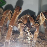 Female T. stirmi