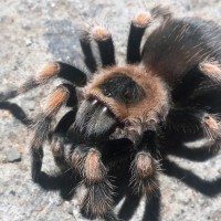 B. smithi